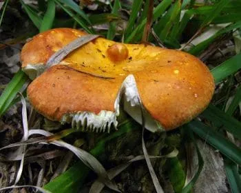 Aranyos galambgomba