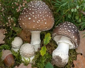 Párducgalóca