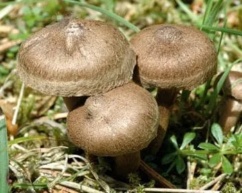 Borzas susulyka