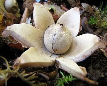 Erdei csillaggomba