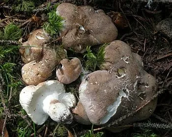 Fakó zsemlegomba