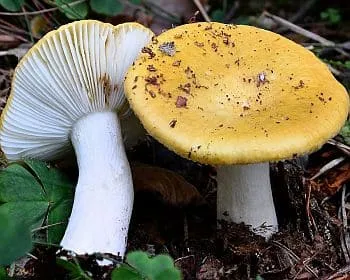 Fakósárga galambgomba