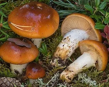 Fehértönkű pókhálósgomba