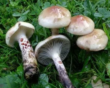 Foltos nyálkásgomba