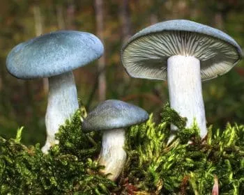 Zöld ánizsgomba