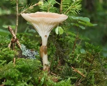Sereges tölcsérgomba