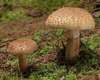 Piruló galóca