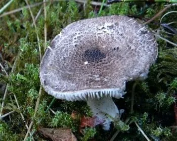 Párducpereszke