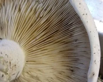 Tejpereszke - Leucopaxillus lepistoides