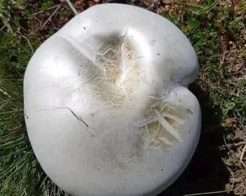 Tejpereszke - Leucopaxillus lepistoides