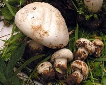 Tejpereszke - Leucopaxillus lepistoides
