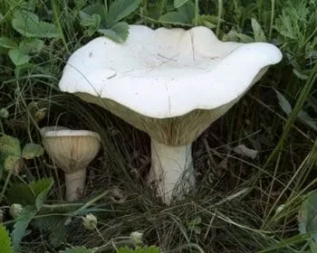 Tejpereszke - Leucopaxillus lepistoides
