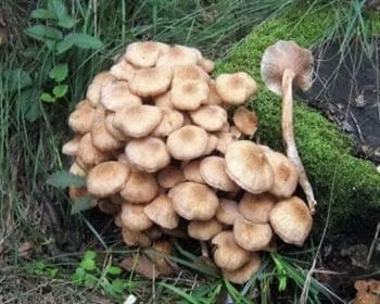Csoportos tuskógomba