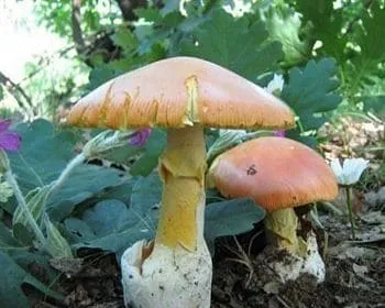 Császárgalóca