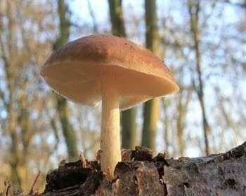 Barna csengettyűgomba