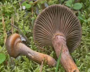 Vöröses nyálkásgomba
