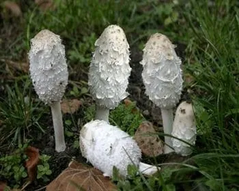 Gyapjas tintagomba
