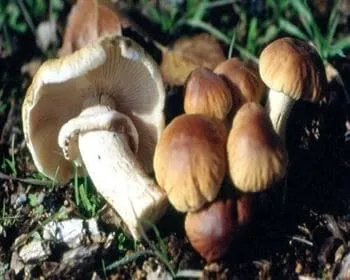 Déli tőkegomba