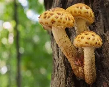 Rozsdasárga tőkegomba