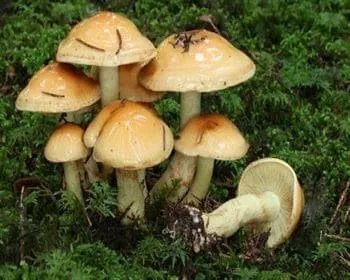 Fakó tőkegomba
