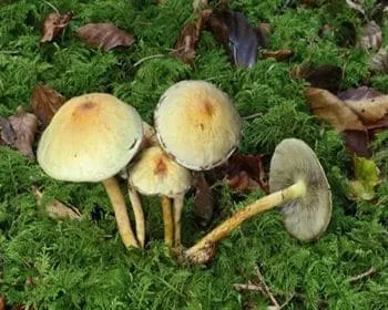 Sárga kénvirággomba