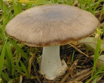 Ragadós bocskorosgomba
