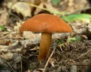 Mérges pókhálósgomba