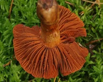 Mérges pókhálósgomba - Cortinarius orellanus