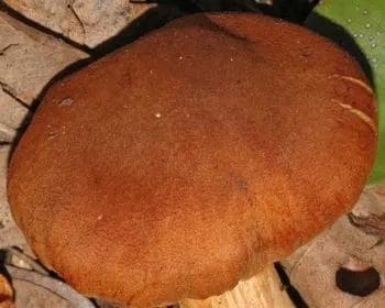 Mérges pókhálósgomba - Cortinarius orellanus