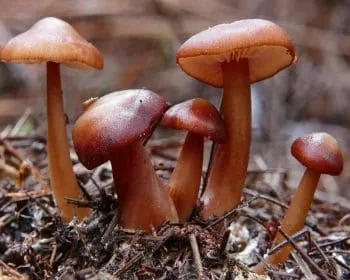 Mérges pókhálósgomba - Cortinarius orellanus
