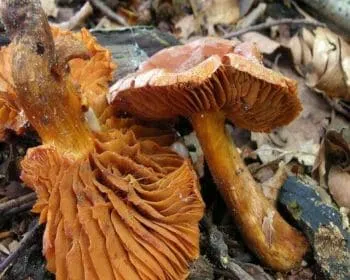 Mérges pókhálósgomba - Cortinarius orellanus